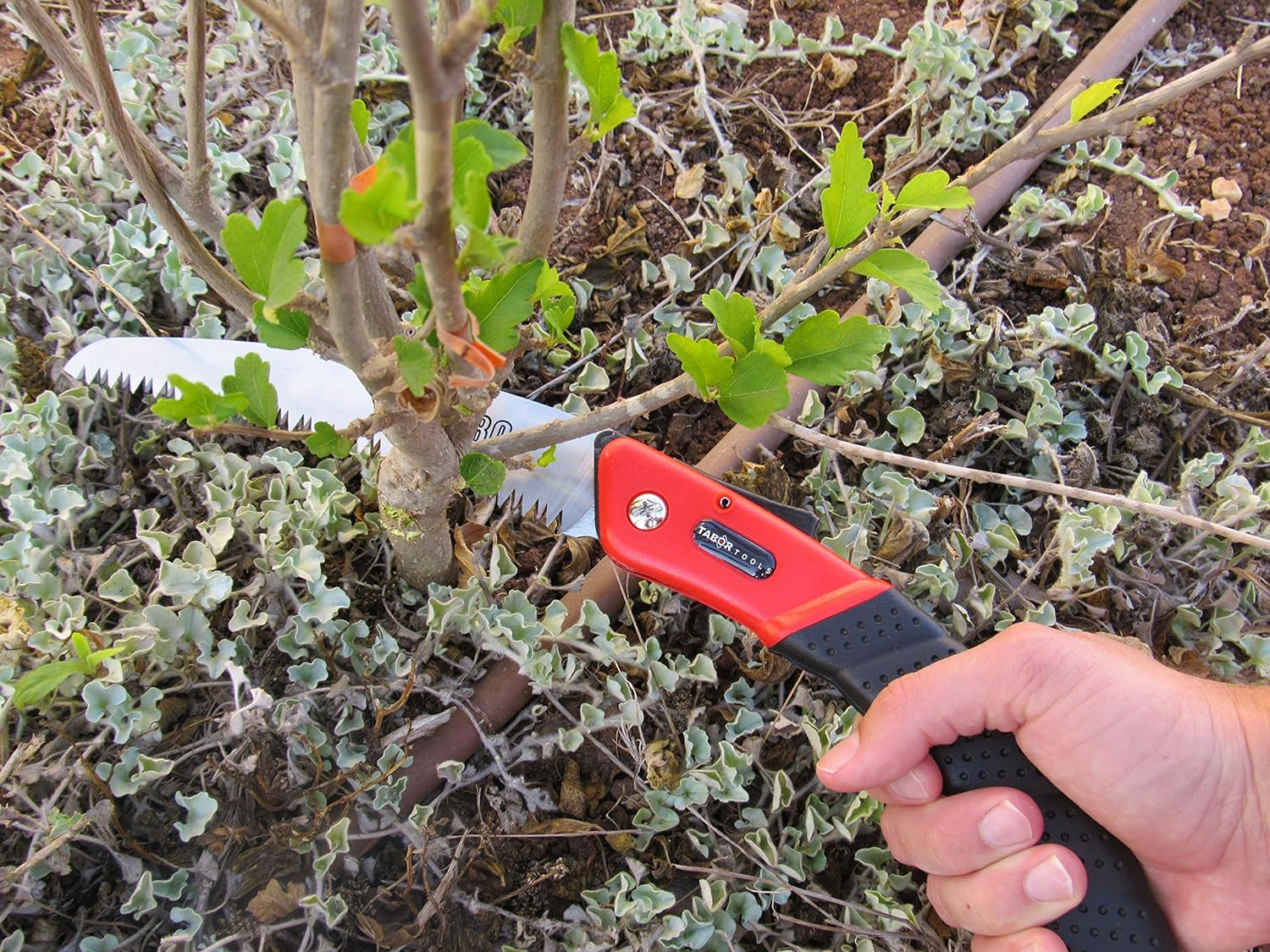 Folding Saw with 8 Inch Curved Blade and Rugged Grip Handle, Hand Saw for Pruning Trees, Trimming Branches, Camping, Clearing Forest Trails. TTS25A. (Curved Blade 8 Inch)